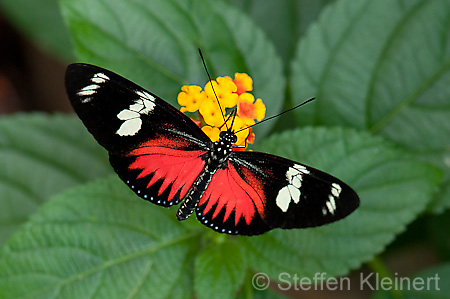 268 Doris-Falter - Heliconius doris